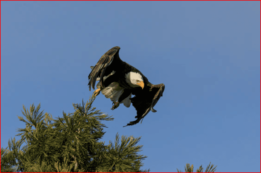 The Two Eagles: A Lesson That Can Change Your Life image
